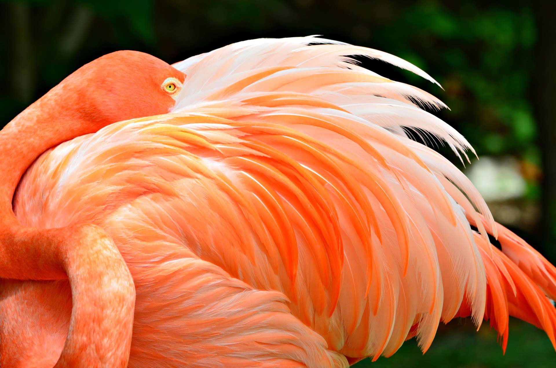 Beautiful Flamingo. Flamingo get a strong pink color from the water where they lay their eggs in.