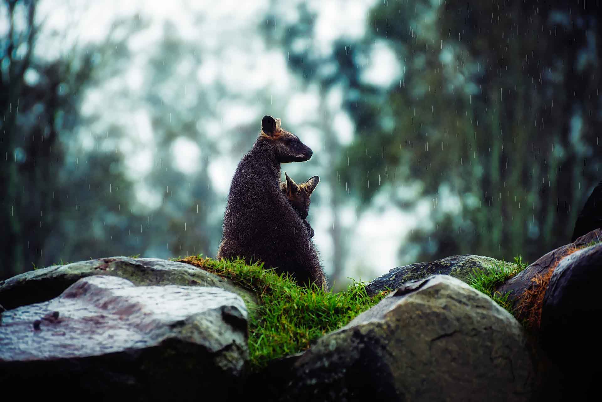 Wallabys standing in the woods, it was really rainy that day.